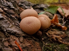 Apioperdon pyriforme