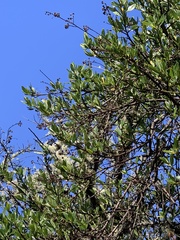 Ceanothus thyrsiflorus thyrsiflorus