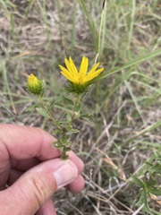 Grindelia lanceolata