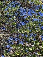 Ceanothus thyrsiflorus thyrsiflorus