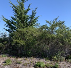 Ceanothus thyrsiflorus thyrsiflorus