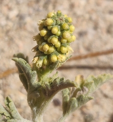 Ambrosia acanthicarpa