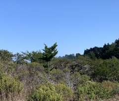 Ceanothus thyrsiflorus thyrsiflorus