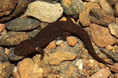 Blue Ridge Blackbelly Salamander