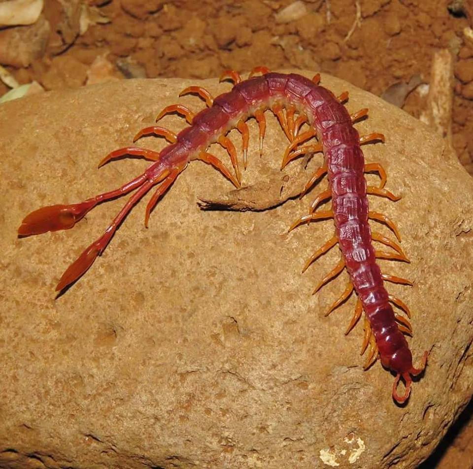 Leaftail Centipedes