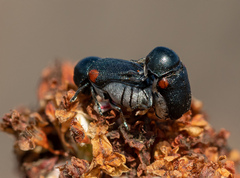 Saxinis saucia