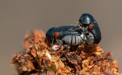 Saxinis saucia