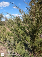 Juniperus