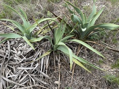 Yucca rupicola