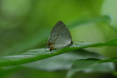 Iaspis andersoni