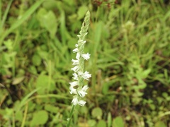Spiranthes vernalis