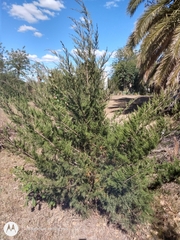 Juniperus