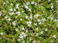 Oldenlandia salzmannii