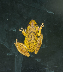 Scinax fuscovarius