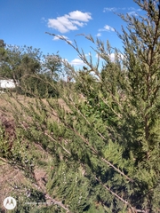 Juniperus