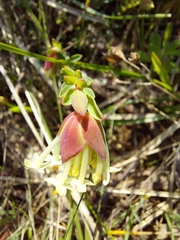 Pimelea
