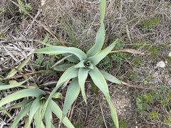 Yucca rupicola