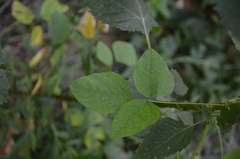 Amphicarpaea bracteata bracteata