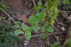 Amphicarpaea bracteata bracteata