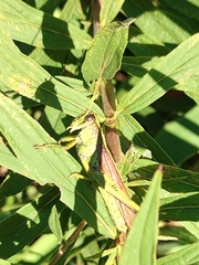 Schistocerca alutacea