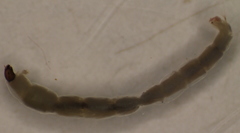 Heterotrissocladius marcidus