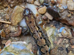 Desmognathus carolinensis