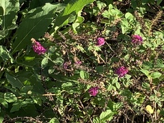 Lantana montevidensis