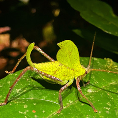 Tettigoniidae