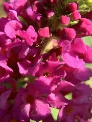 Lantana montevidensis