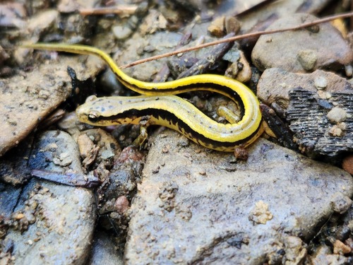 Southern Two-lined Salamander, Eurycea cirrigera