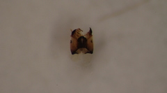 Heterotrissocladius marcidus