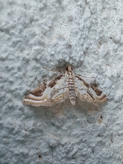 Acentropinae
