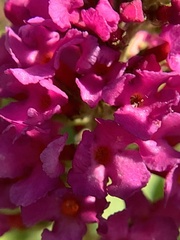 Lantana montevidensis