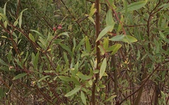 Salix laevigata