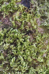 Homalothecium fulgescens