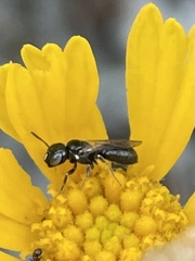Ceratina