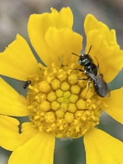 Ceratina