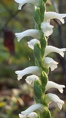 Spiranthes cernua