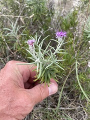 Vernonia lindheimeri