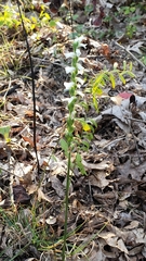 Spiranthes cernua