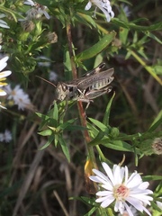 Melanoplus sanguinipes