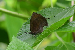Mahathala ameria