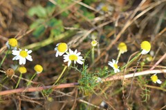 Anthemis cotula