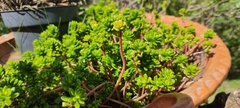 Sedum × luteoviride