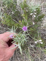 Vernonia lindheimeri