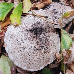 Agaricus augustus