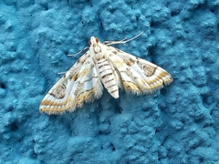 Acentropinae