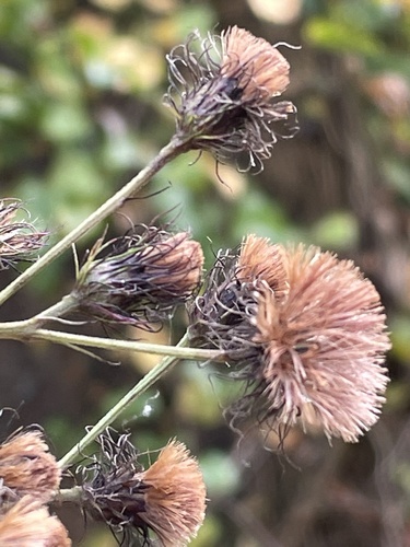 Vernonia noveboracensis