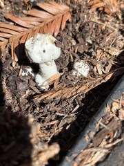 Agaricus xanthodermus