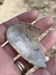 Utterbackia imbecillis